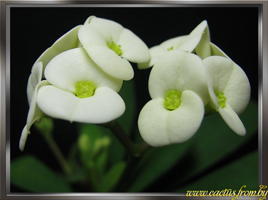 Euphorbia milii (Молочай Миля)
