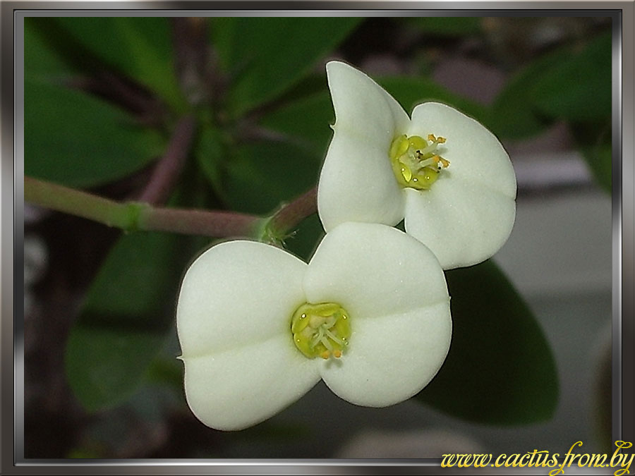Euphorbia milii (Молочай Миля)